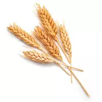 Закупляємо пшеницю 2 класу